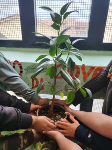 Alcune gemme del famoso Ficus macrophillacolumnarismagnoleides che cresce nei pressi della casa del giudice assassinato nel 1992 dalla mafia, infatti, sono state prelevate grazie alla collaborazione fra Carabinieri, Fondazione Falcone, Comune e Soprintendenza di Palermo e duplicate nel moderno Centro Nazionale Carabinieri per la biodiversità forestale (CNBF) di Pieve Santo Stefano (AR).